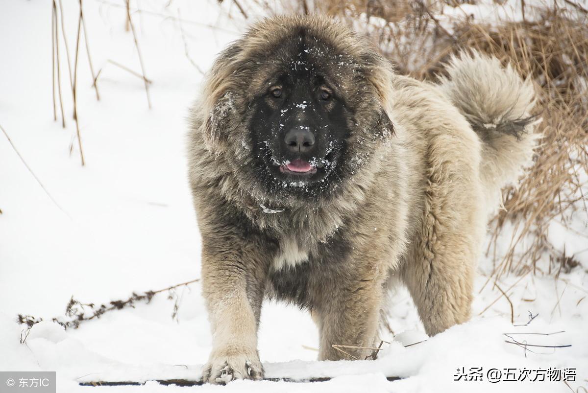 什么狗长得快适合做肉狗品种，长得快的猎犬适合肉狗