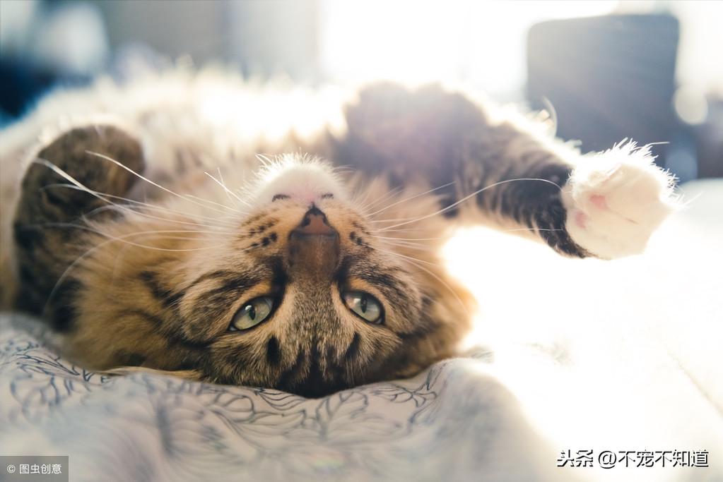 人怎么判断是不是猫藓,猫得了猫癣能自愈吗,会传染给成人吗