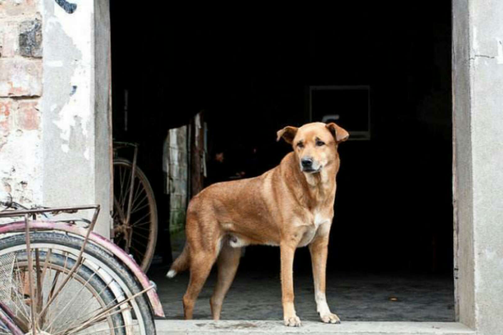 虎皮犬是什么犬种的幼犬,哪些狗快灭绝了