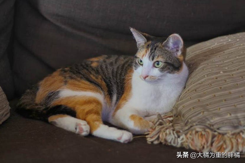 猫咪极度害怕的表现（掌握猫咪情绪管理技巧）