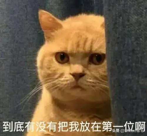 猫咪没有猫砂会憋死吗？（为您提供正确的猫砂选择和使用方法）