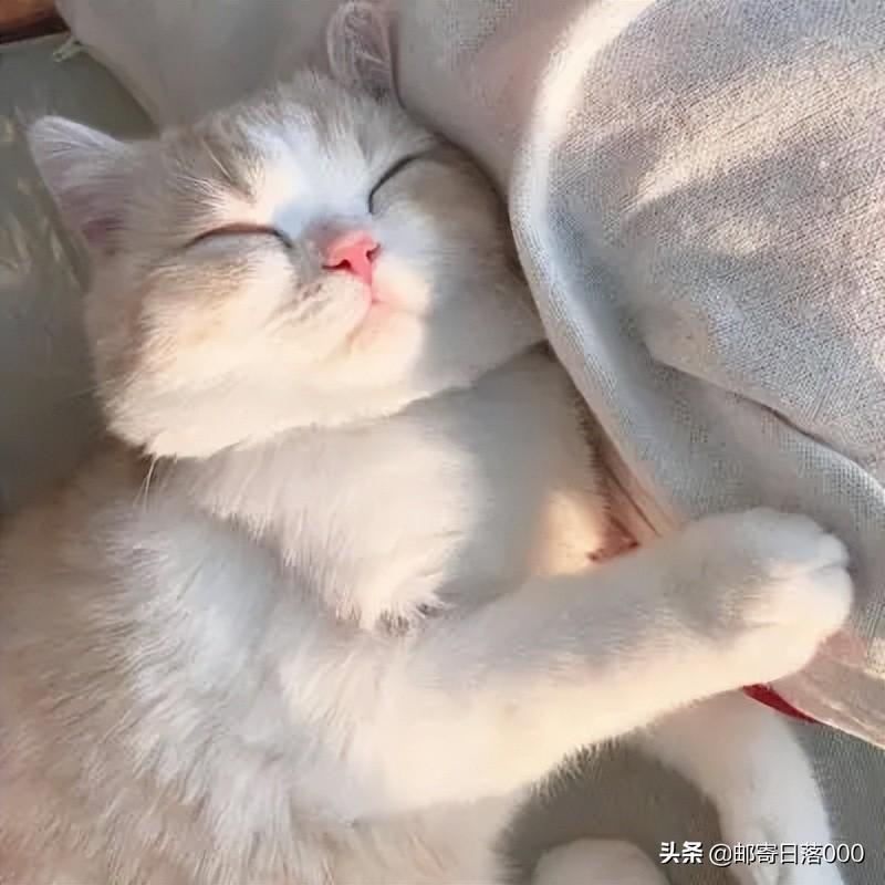 猫咪难受趴着的姿势,猫咪生病的睡觉姿势（了解猫咪行为习惯）