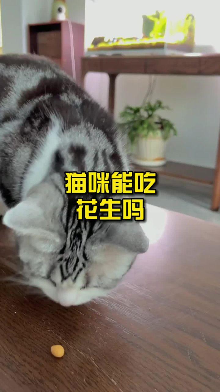 猫可以吃生花生吗有营养吗（了解宠物对坚果类食品的耐受性）