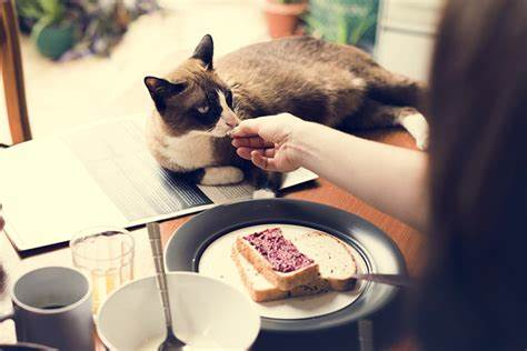 两个月小猫可以吃面包吗？（探究猫咪饮食偏好和适宜食物）