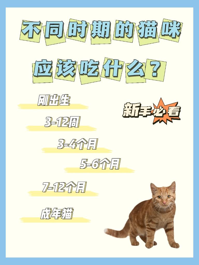 幼猫咪几个月就可以不泡猫粮了，吃得太饱的症状，每个阶段吃什么猫食