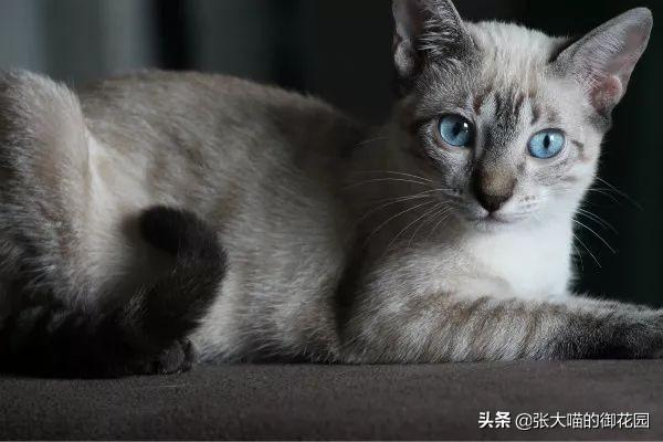 猫的正常体温是多少？如何正确测量猫咪的体温？