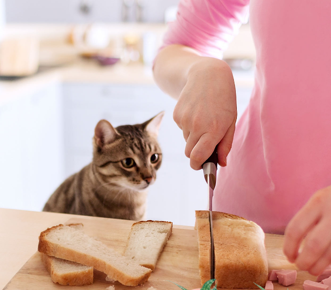 两个月小猫可以吃面包吗？（探究猫咪饮食偏好和适宜食物）