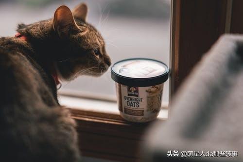 猫咪能喝豆浆吗？猫咪饮食常见问题解答