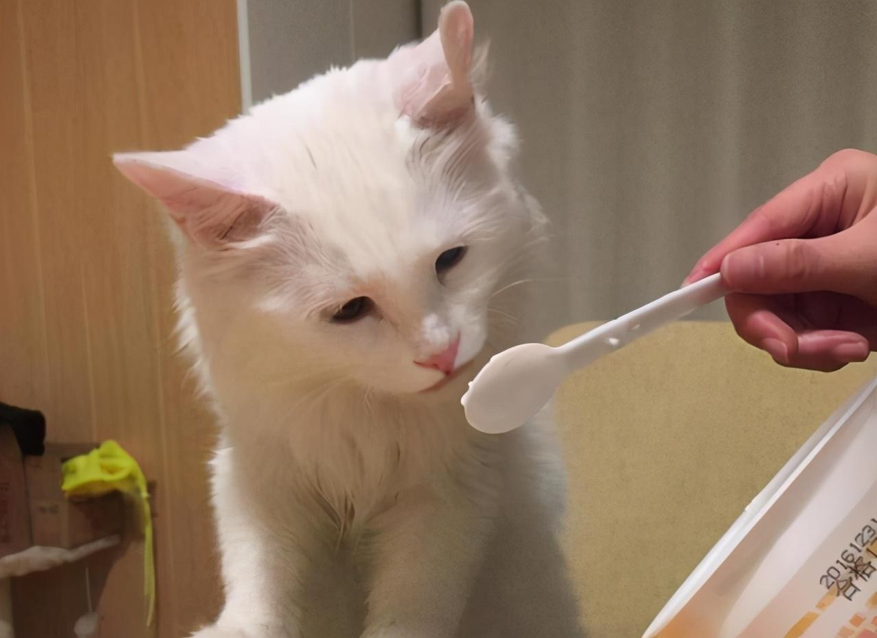 猫咪喜欢吃什么食物有营养,喜欢吃什么零食（适口性优的多种食材）