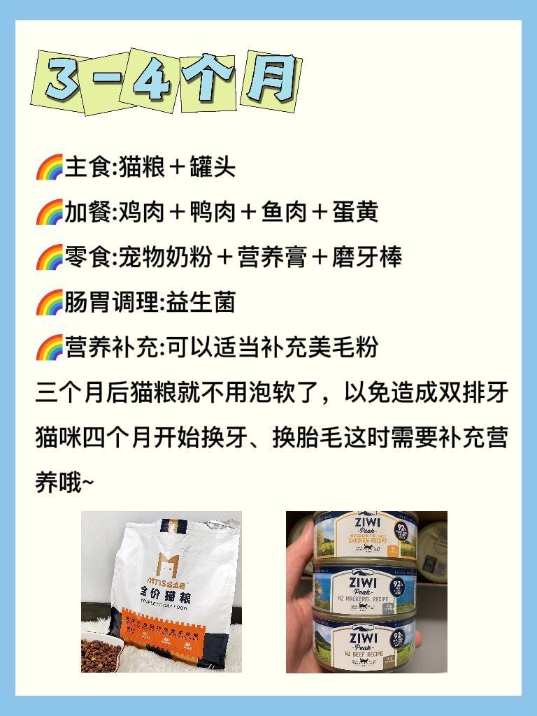 幼猫咪几个月就可以不泡猫粮了，吃得太饱的症状，每个阶段吃什么猫食