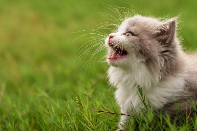 猫不吃食没精神怎么办（养猫必看的救急知识）