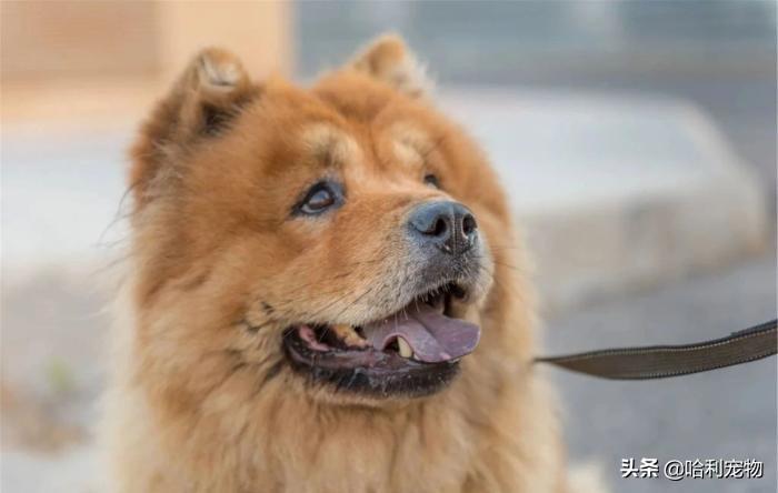 狗与犬的区别在哪里图片,狗和犬是一个品种吗