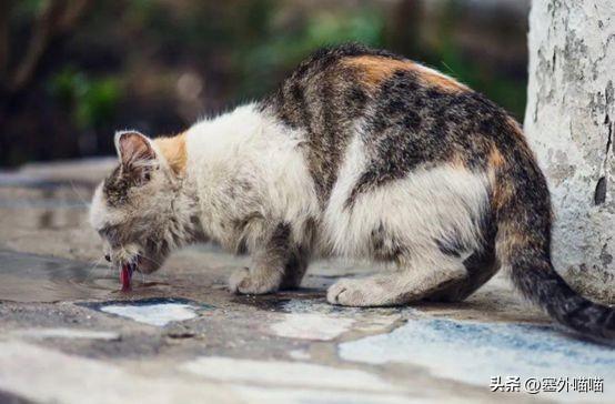 捡到猫咪什么预兆，好不好，需要做什么检查，对家里老人不好吗