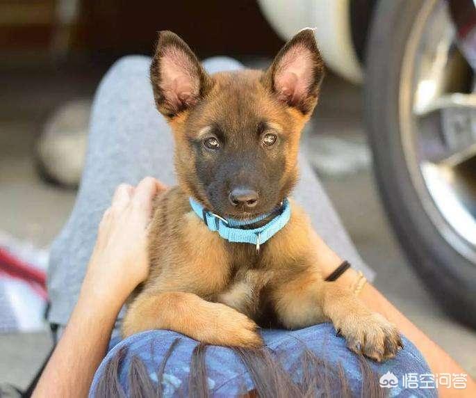 马犬能长多大多重多高,马犬的优点和缺点是什么