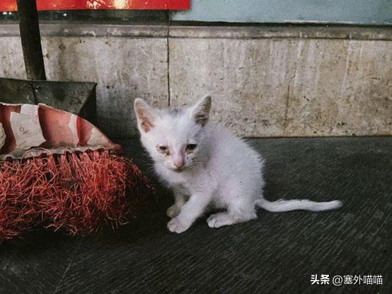 捡到猫咪什么预兆，好不好，需要做什么检查，对家里老人不好吗