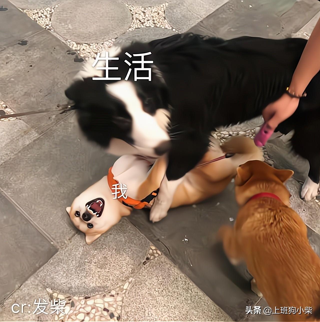 柴狗和柴犬有什么区别，俗称什么，柴犬的优缺点及性格