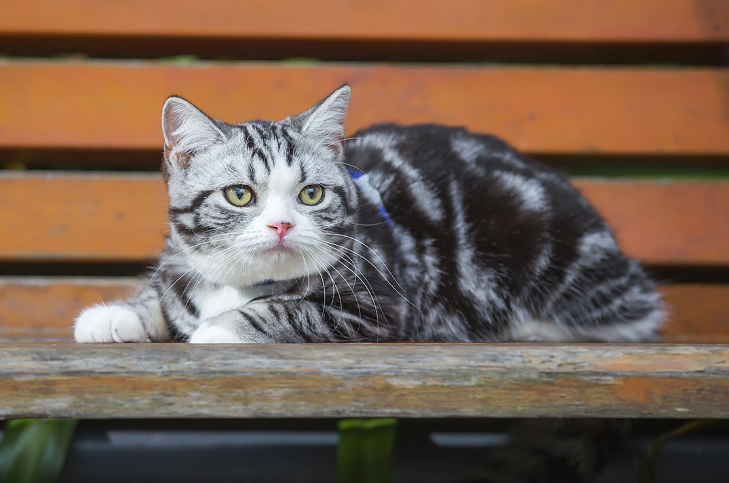 猫咪能吃白砂糖吗有毒吗（教你控制宠物的食糖摄入量）