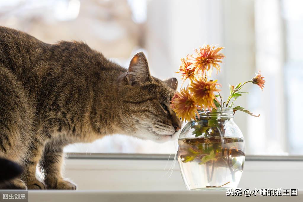 芍药是否对猫咪有毒？（告诉您猫咪生活中可能潜藏的不安全因素）