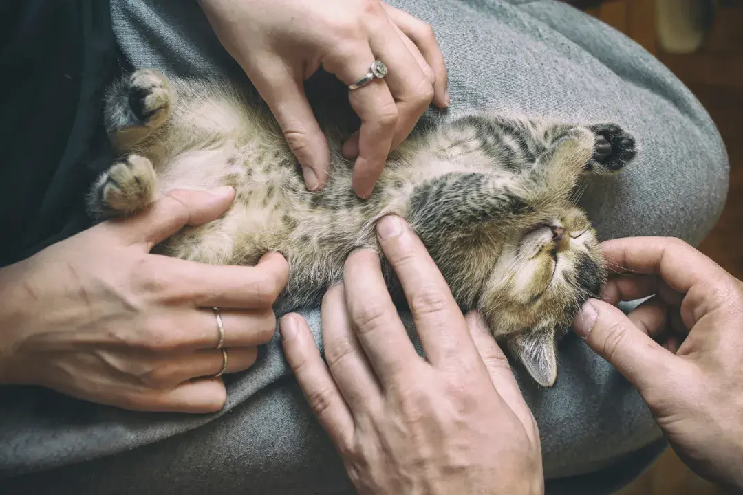 猫咪应激反应的表现什么时候开始,怎么缓解,怎么安抚