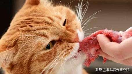 猫可以吃生猪肉吗(了解安全喂食宠物的正确方式)