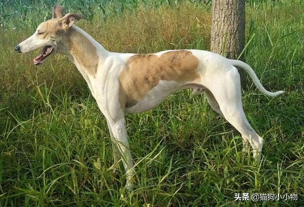 细狗什么品种最好养活，纯种山东细犬图片