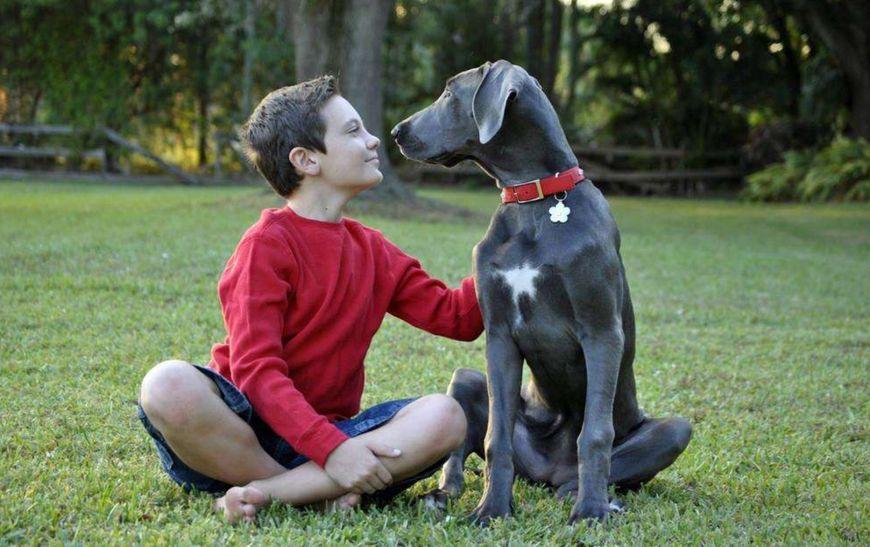 适合女生养的巨型犬，适合独居女孩养的大型犬，养什么狗保护自己