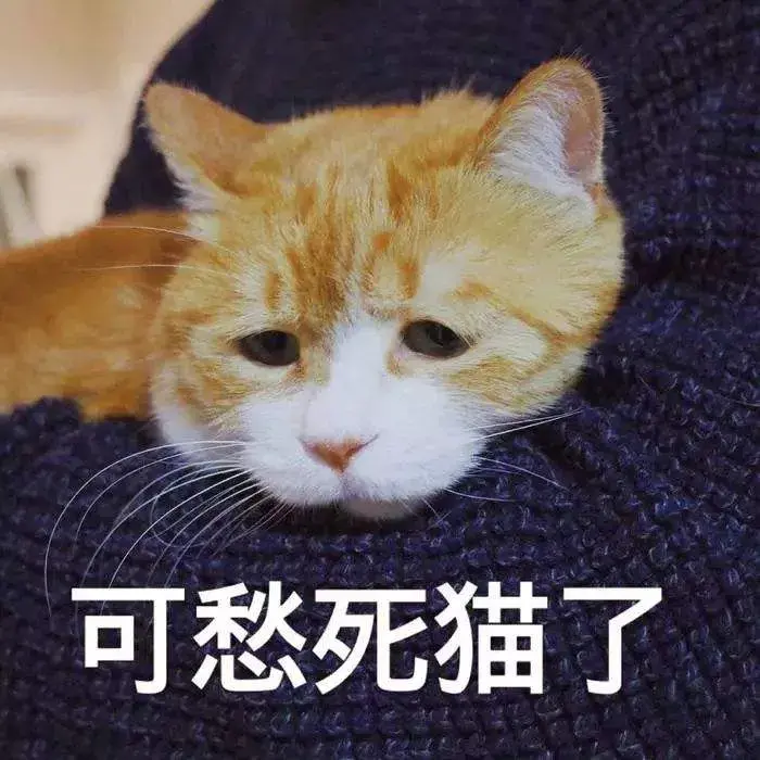 猫咪应激反应的表现什么时候开始,怎么缓解,怎么安抚