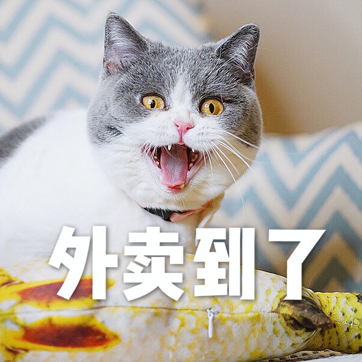 猫可以吃哪些人类食品？（真香警报！）