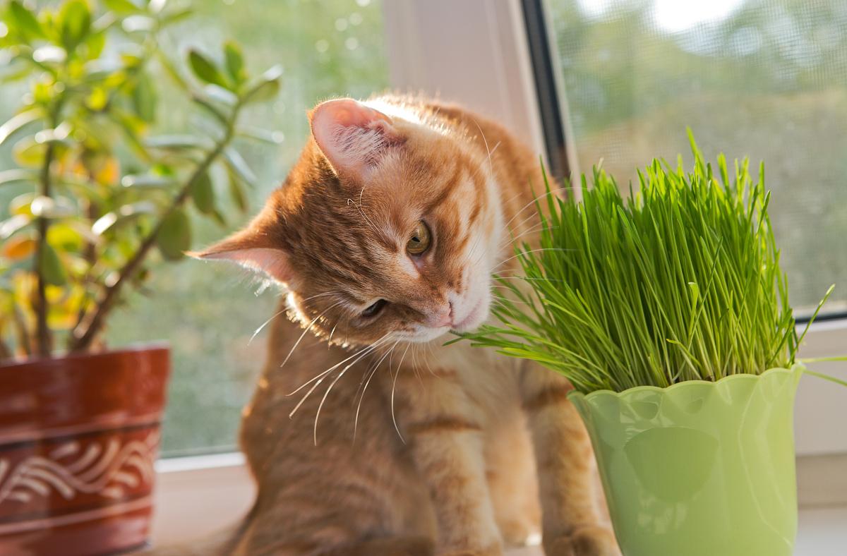 两个月小猫可以吃面包吗？（探究猫咪饮食偏好和适宜食物）