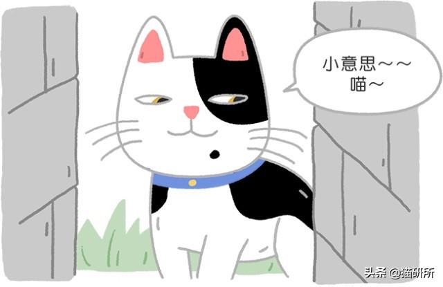 猫胡子剪了有什么后果：小心，剪掉猫咪胡须后果严重（胡须的神奇作用你知道吗）