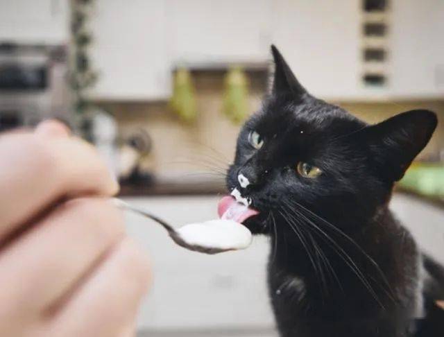 流浪猫能吃啥人吃的东西,能吃火腿肠吗,吃什么开胃 促进食欲