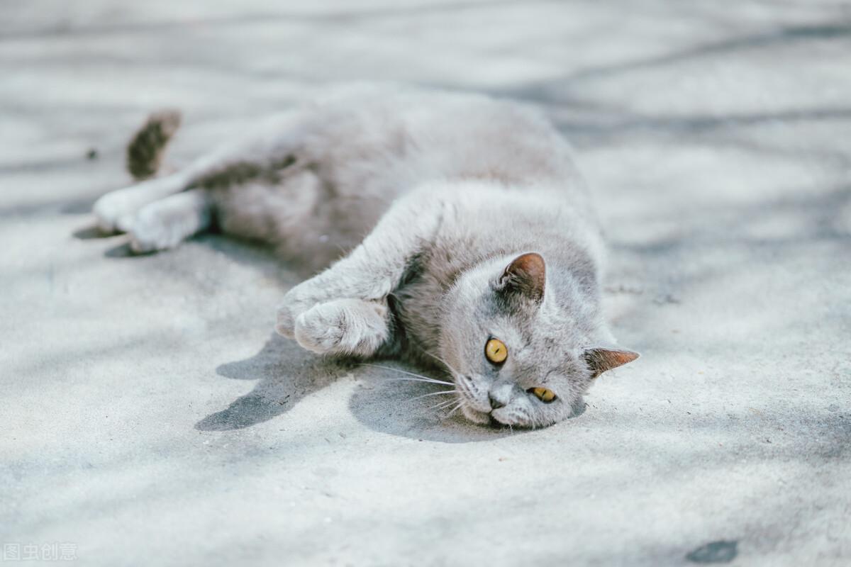 蓝猫寿命一般多少年,一岁相当于人多少岁（蓝猫寿命分析与养护建议）