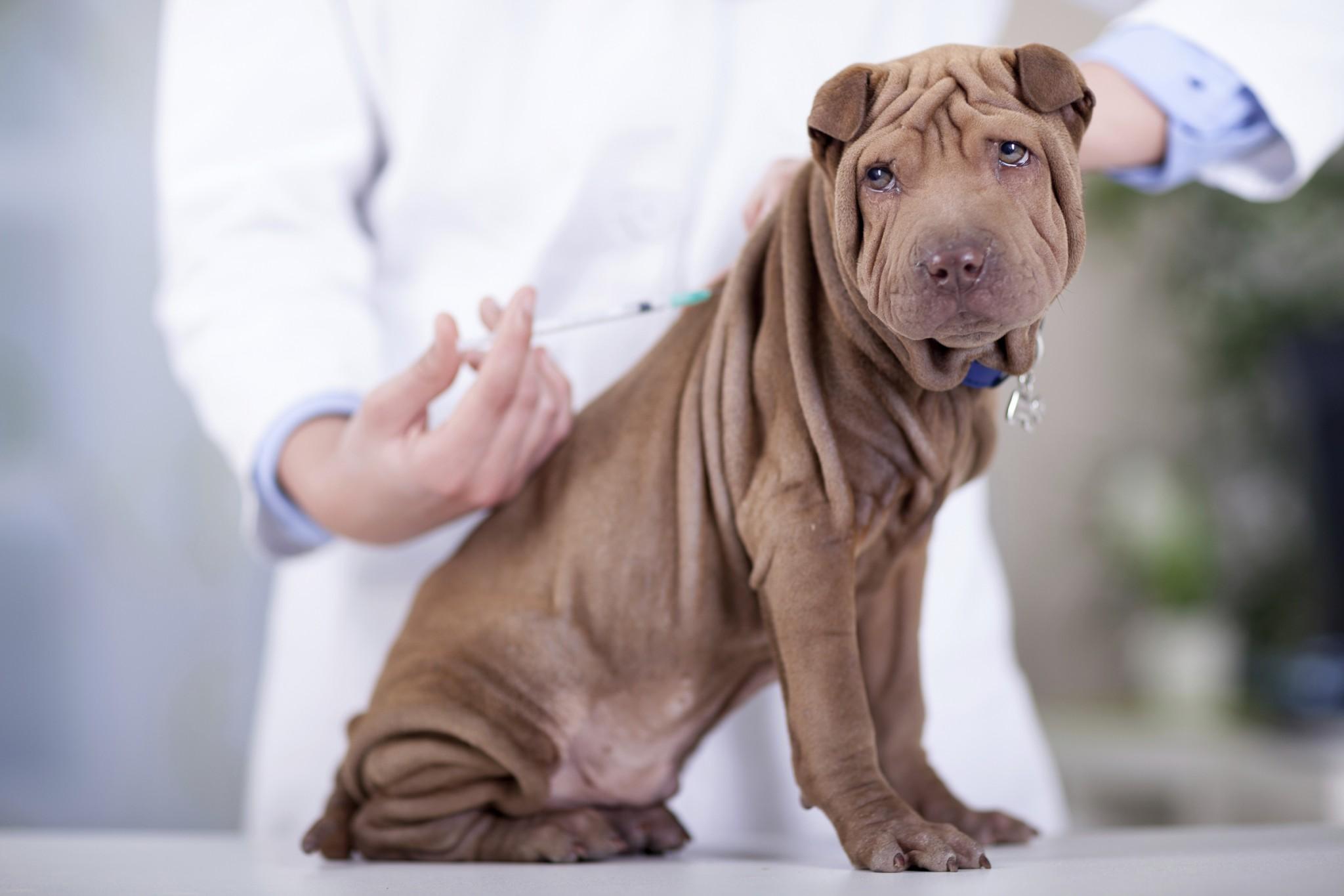 狗狗打狂犬疫苗多久打一次比较好,狗打狂犬疫苗有效期是多久