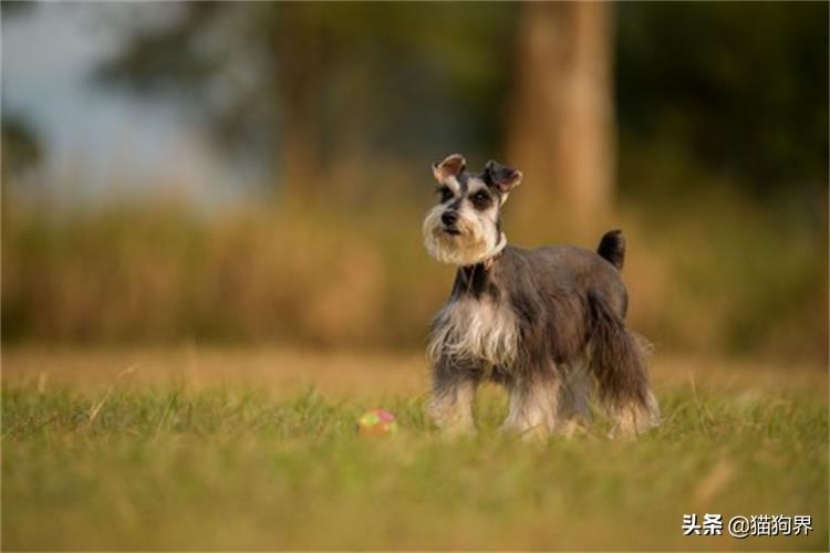 犬细小病毒症状及治疗,拉稀是不是就是细小,细小怎么得引起的