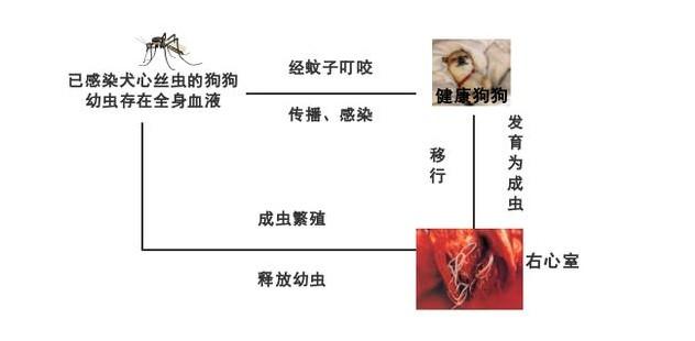 狗怕蚊子叮咬吗怎么办，蚊子对狗狗伤害大吗