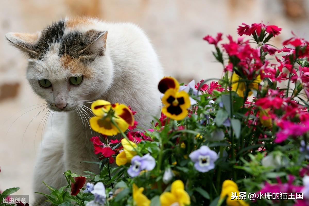 芍药是否对猫咪有毒？（告诉您猫咪生活中可能潜藏的不安全因素）