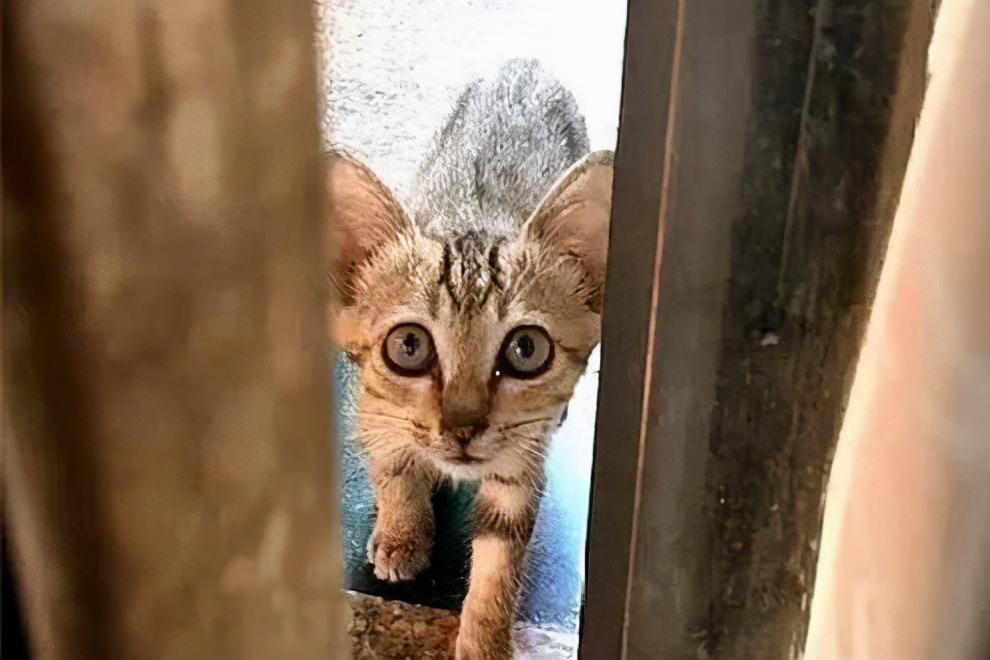 乌云盖雪猫进屋寓意(解读猫在不同文化中的象征含义)