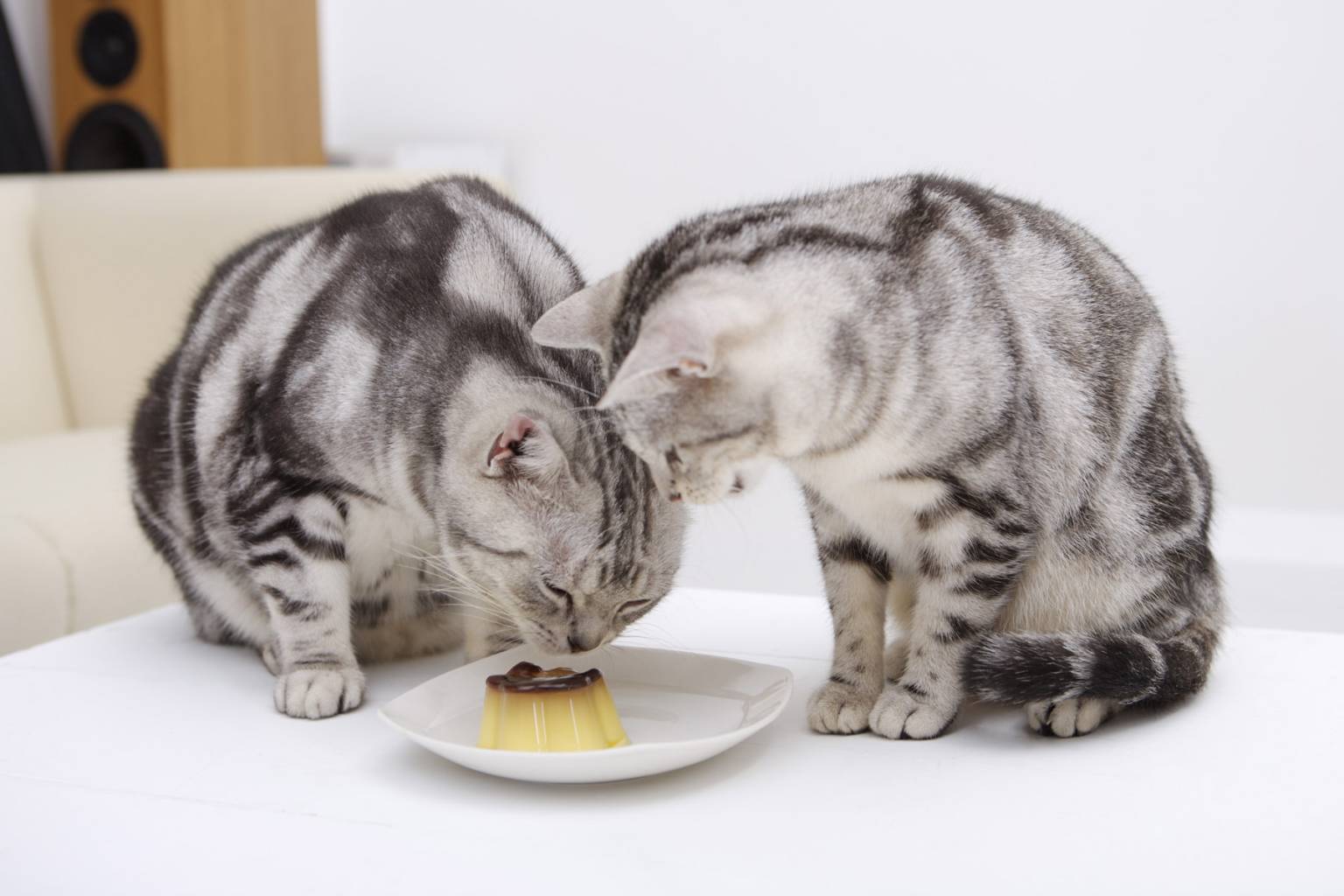 流浪猫能吃啥人吃的东西,能吃火腿肠吗,吃什么开胃 促进食欲