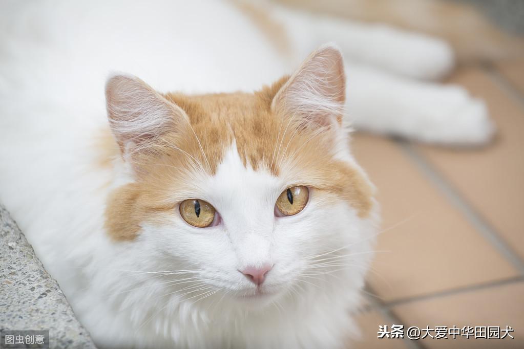 小猫到处拉屎拉尿怎么办(正确的小猫排泄习惯建立方式)