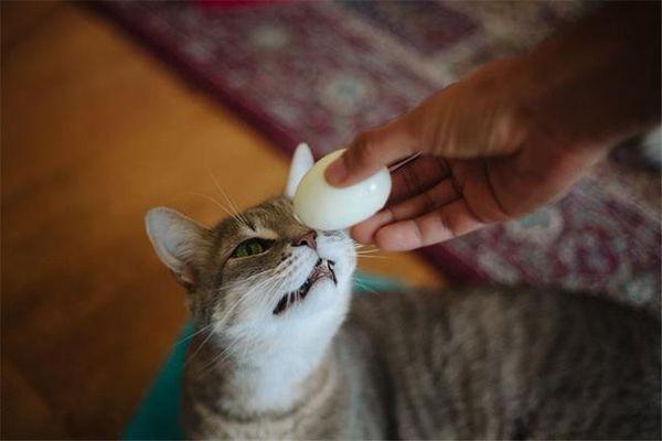 流浪猫能吃啥人吃的东西,能吃火腿肠吗,吃什么开胃 促进食欲