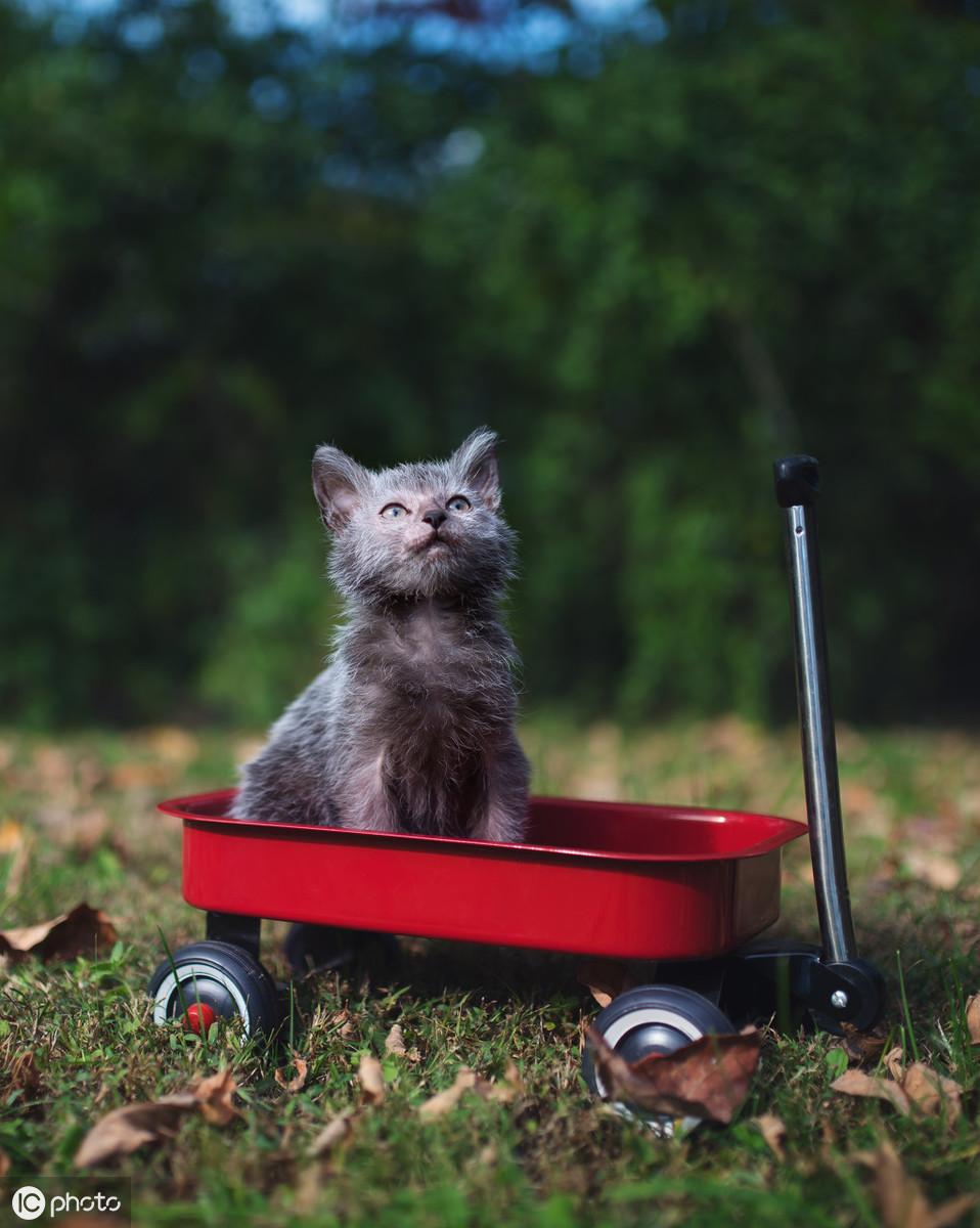 沙发上的猫尿味怎么彻底去除,多久能自然消散（实用去除猫尿味技巧）