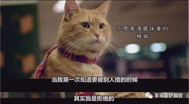 猫咪多大开始变温顺正常,小猫几个月性格才稳定,为什么越来越粘人