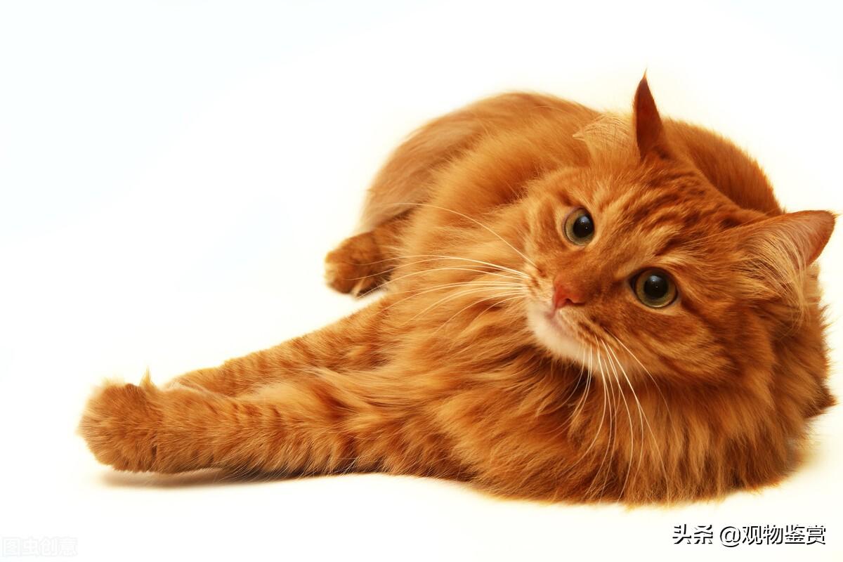 长毛橘猫什么品种好养,了解特点和养护方法（了解不同品种猫咪）