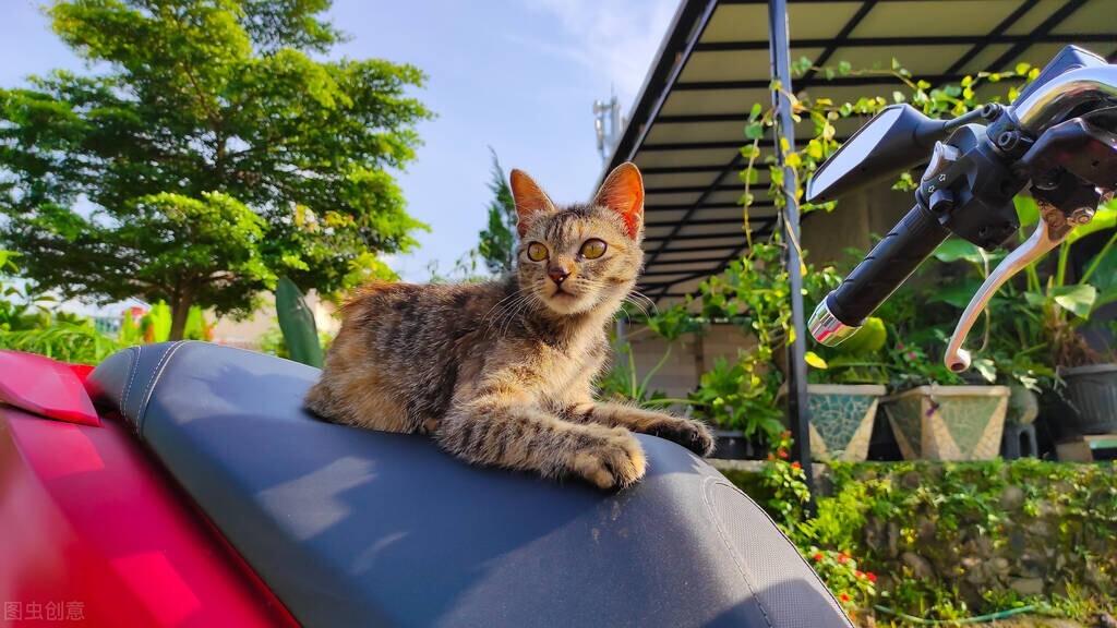 一个月的小奶猫可以吃面包吗（提醒宠物主人注意质量低劣食品对宠物的影响）