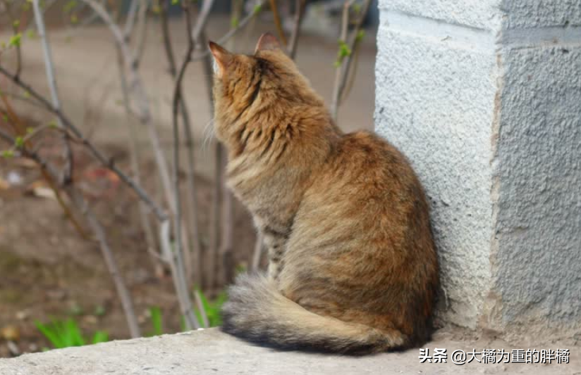 猫咪极度害怕的表现（掌握猫咪情绪管理技巧）