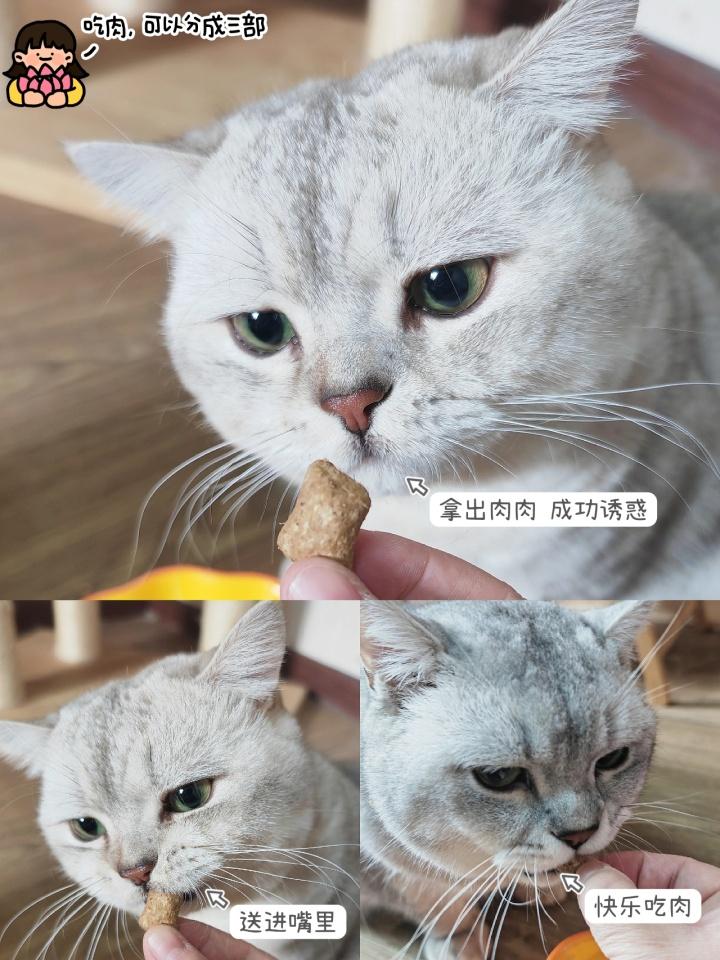 猫咪发腮和不发腮的区别图 （通过图片比较显示出腮旺盛对猫咪的影响）