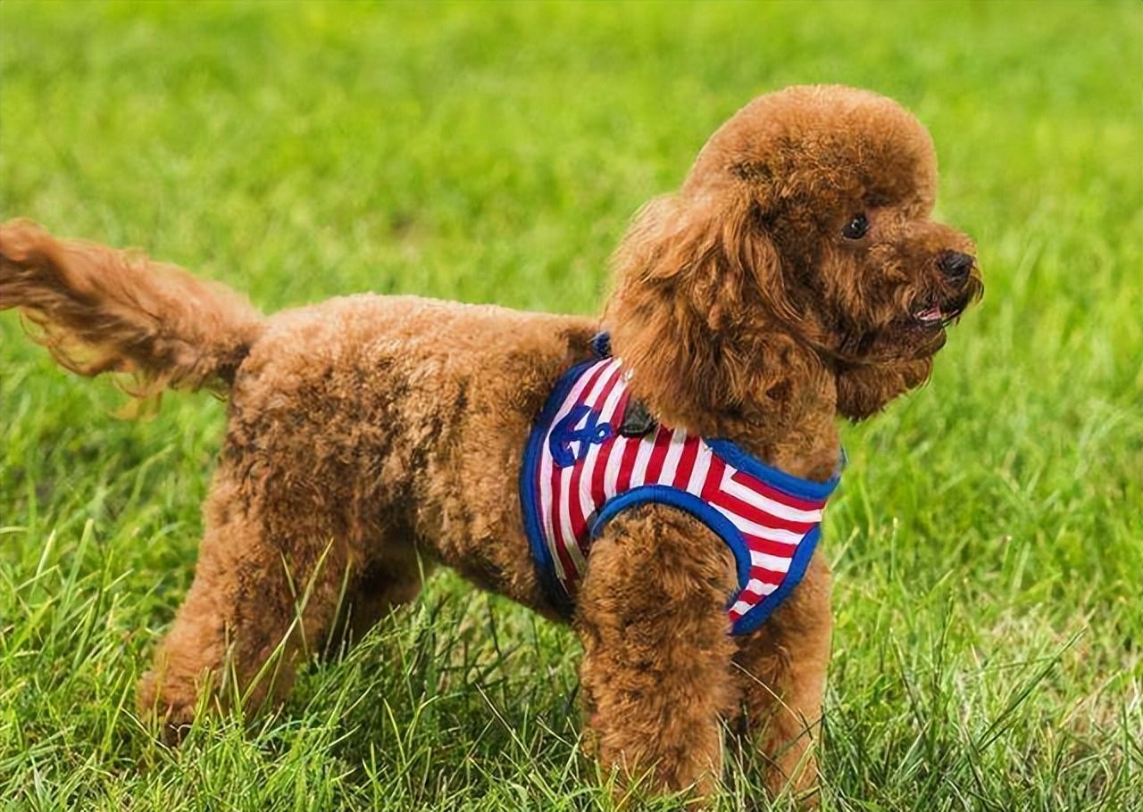 拉布拉多幼犬价格多少钱一只，又便宜养起来又不费钱的狗