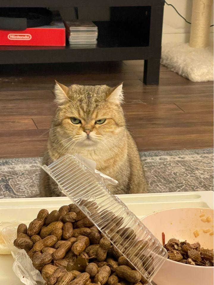 猫可以吃生花生吗有营养吗（了解宠物对坚果类食品的耐受性）