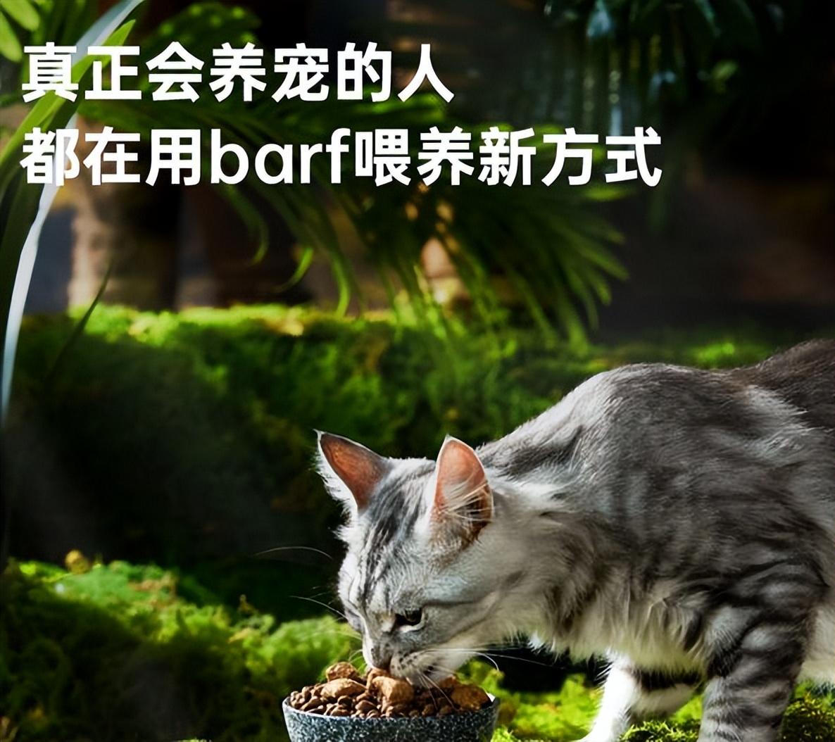 猫咪发腮和不发腮的区别图 （通过图片比较显示出腮旺盛对猫咪的影响）