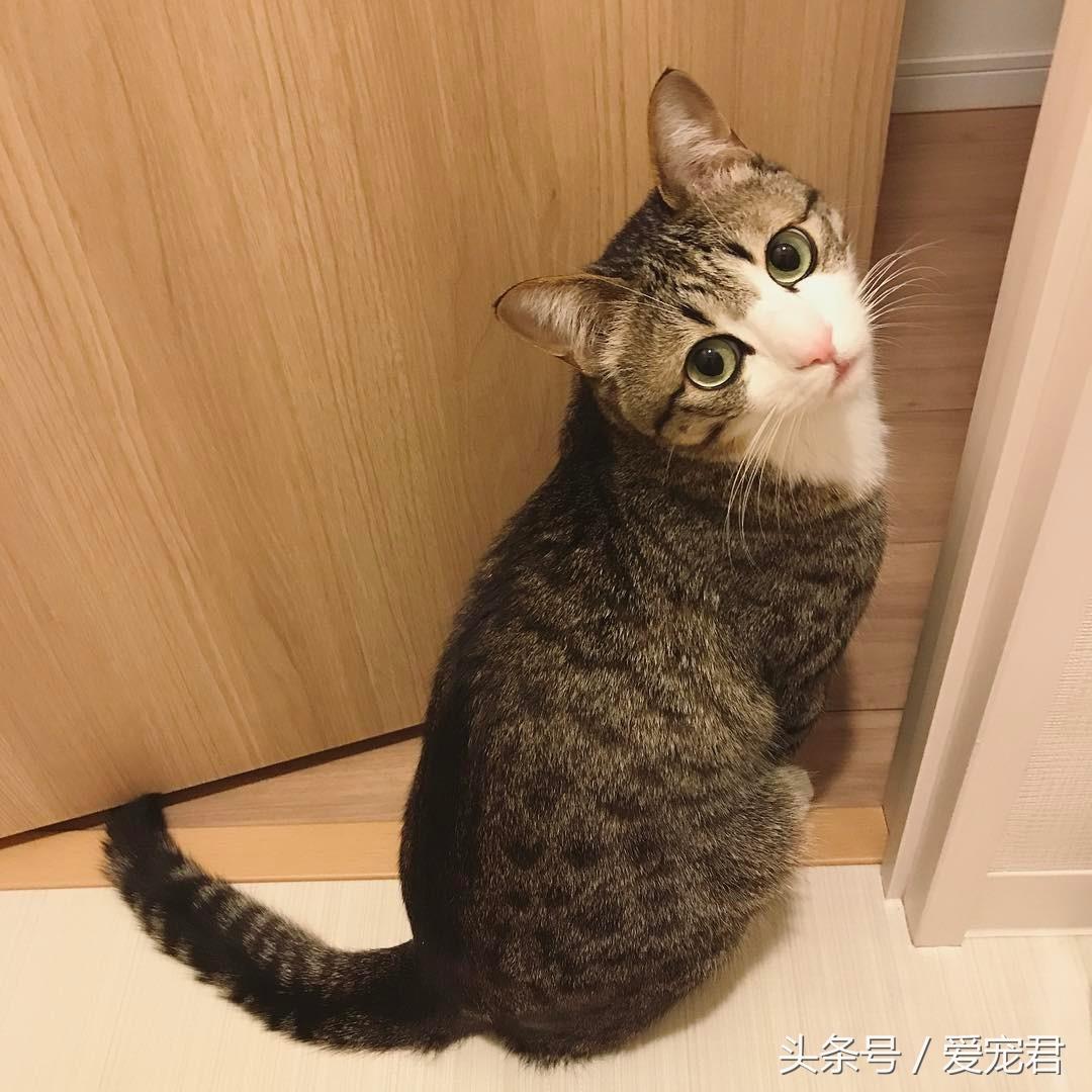 猫咪可以吃鸡骨头吗？怎样才安全？（饮食与健康攻略）